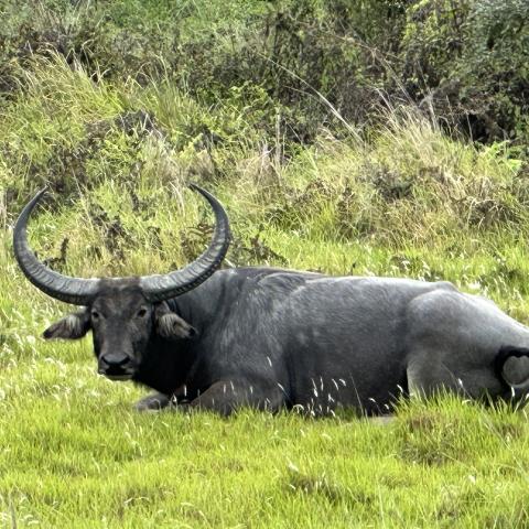 Wild water buffalo, Kaziranga