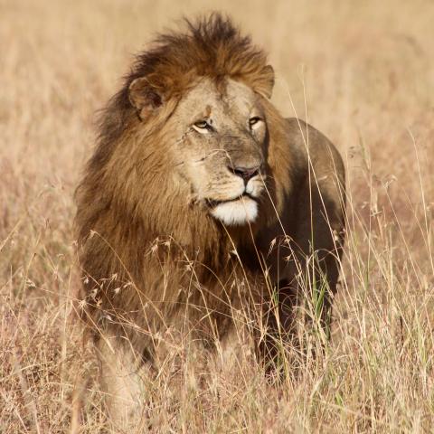 Lion, Kruger National Park