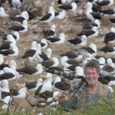 Albatross colony, Falkland Islands