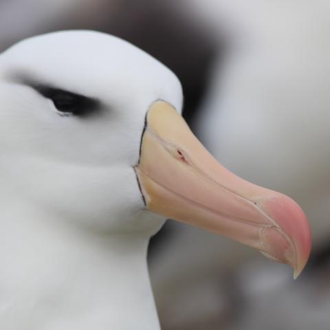 Black-browed albatross, Falkland Islands