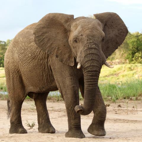African elephant, Kruger National Park