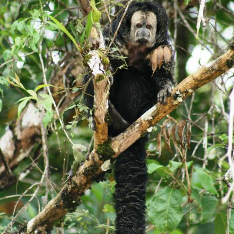 Saki monkey, Amazon