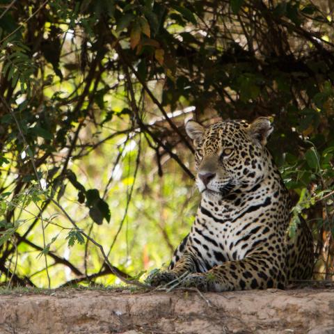 Jaguar on riverbank, Cuiaba River