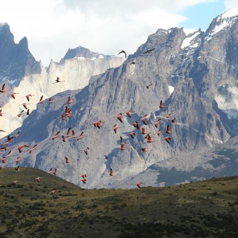 Flamingoes in Torres del Paine National Park