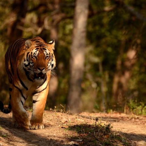 Bengal tiger in India