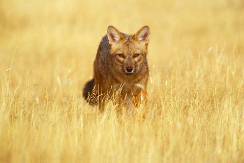 Culpeo Fox, Torres del Paine