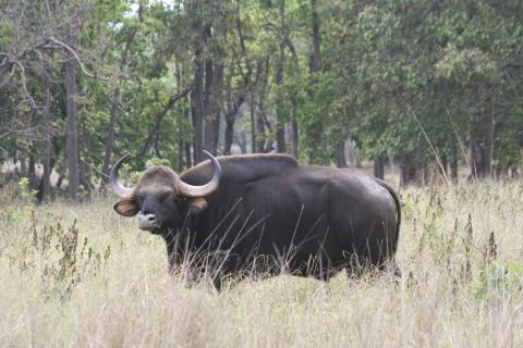 Gaur seen in Indian National Park
