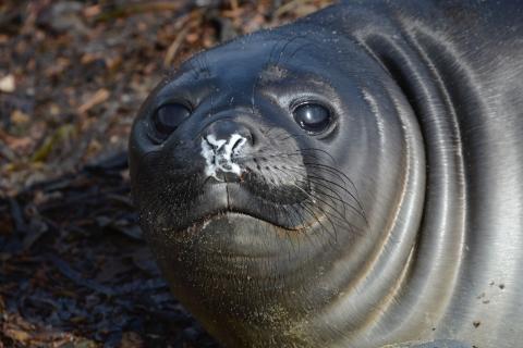 Elephant seal baby, Falkland Islands