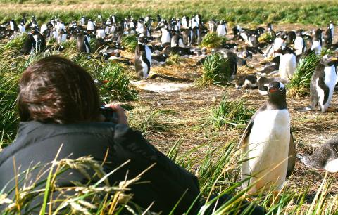 Gentoo penguins, Falkland Islands