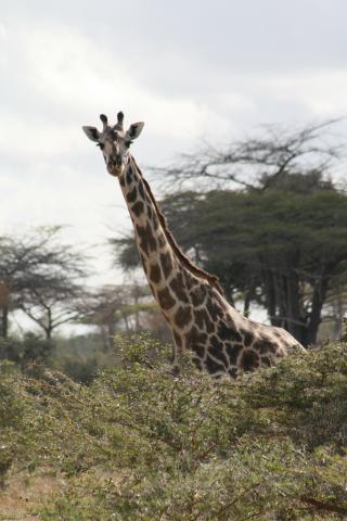 Giraffe in Tanzania