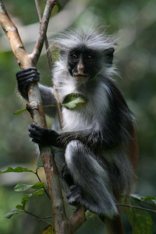 Zanzibar Red Colobus Monkey, Zanzibar