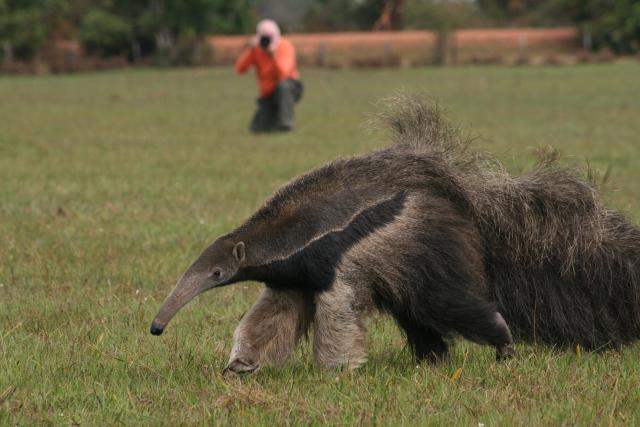 Giant anteater and guest, Baia das Pedras