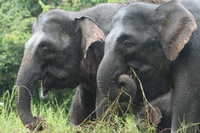 Bornean elephants, Kinabatangan River