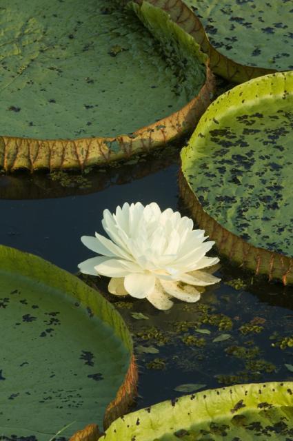 Giant lily pads, Pantanal