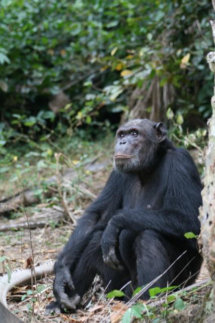 Chimpanzee, Kibale Forest