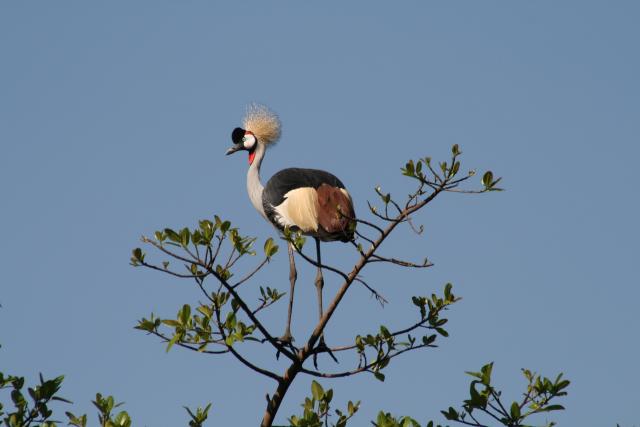 Crowned crane, near Bwindi