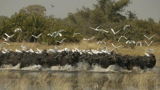 Duba Plains, Okavango Delta