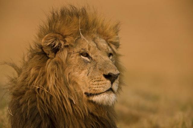 Lion, Duba Plains, Okavango Delta