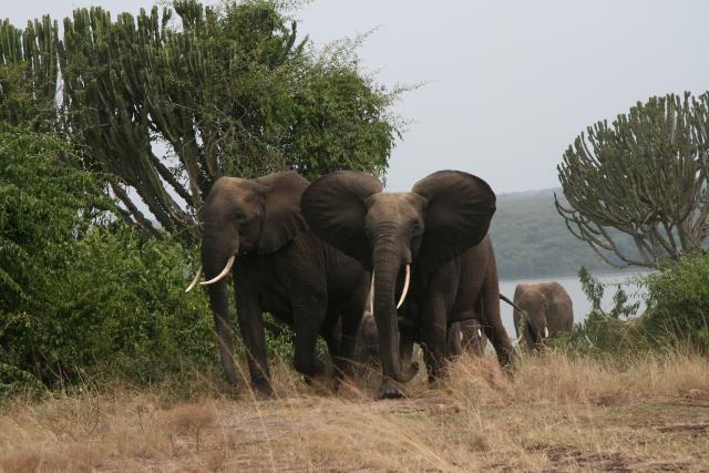 Elephants in Queen Elizabeth National Park