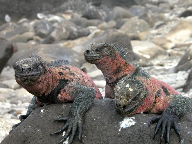 Marine iguanas, Galapagos