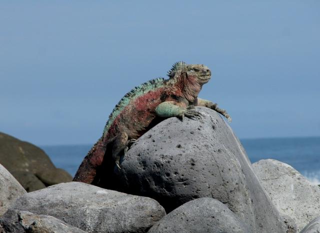Marine iguana, Galapagos