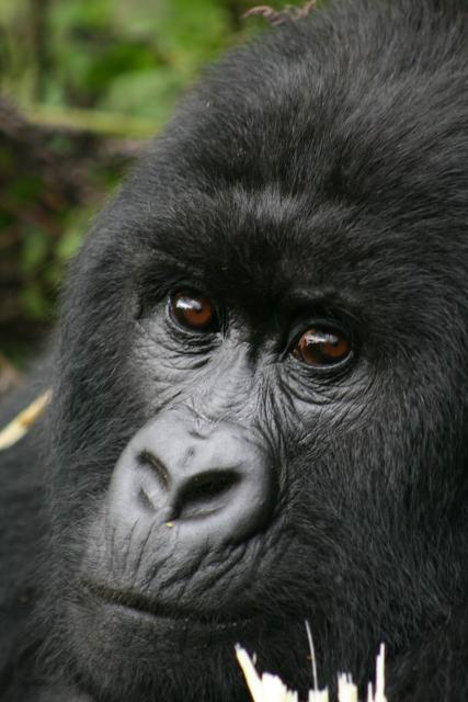 Mountain gorilla in Bwindi Impenetrable Forest