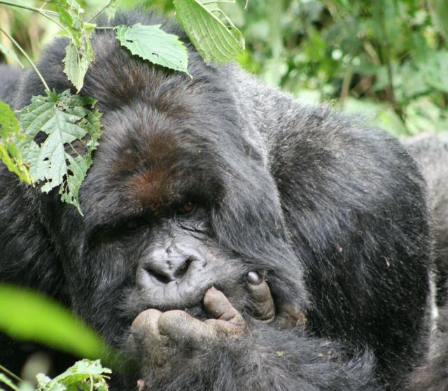 Silverback mountain gorilla in Bwindi Impenetrable Forest