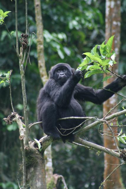 Mountain gorilla in tree, Bwindi Impenetrable Forest