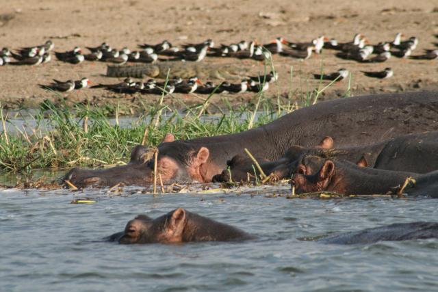 Hippos in Kazinga Channel, Queen Elizabeth National Park