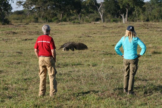 Giant anteater and guests, Baia das Pedras