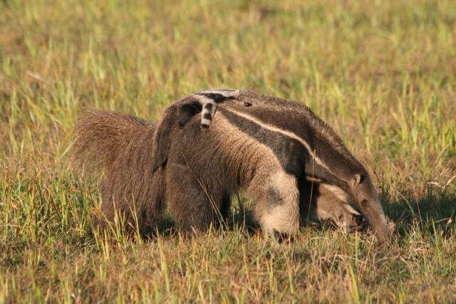 Giant anteater and baby, Baia das Pedras