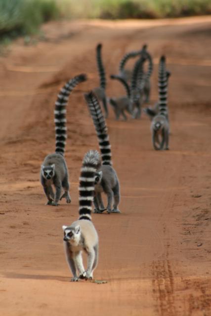 Ring-tailed lemurs at Berenty