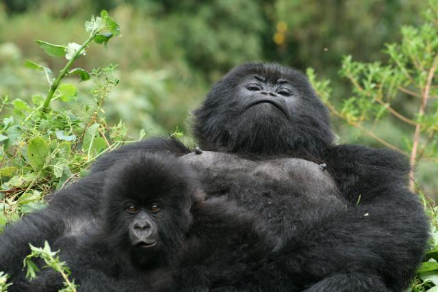 Mountain gorilla mother and baby