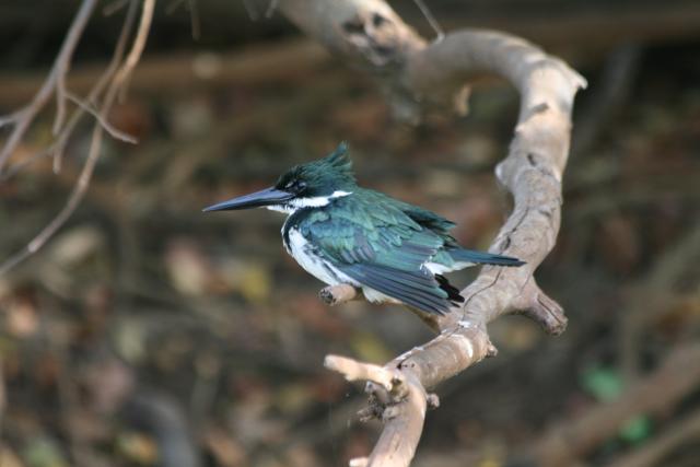 Kingfisher on Cuiaba River