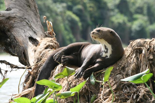 Giant otter, Cuiaba River