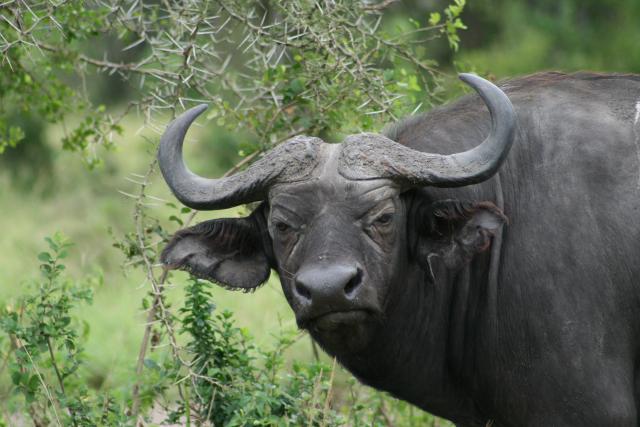 Cape buffalo in Queen Elizabeth National Park