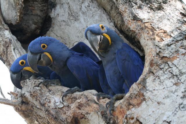 Hyacinth macaws, Cuiaba River