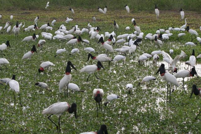 Jabiru storks, herons and egrets, Pantanal