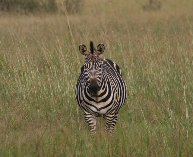 Zebra in Akagera National Park