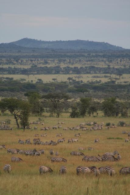 Serengeti scenery