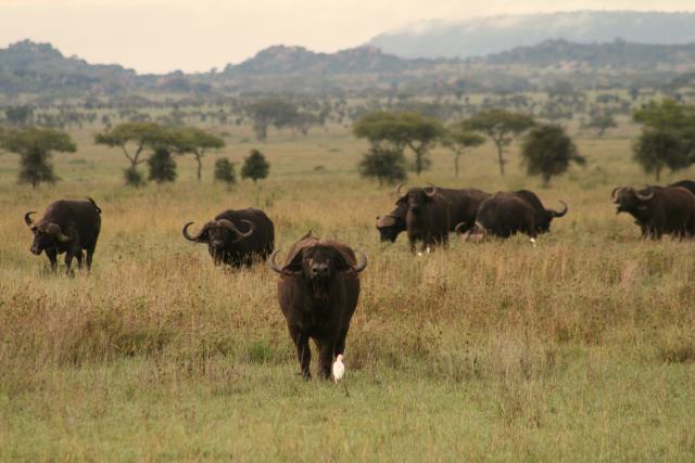 Cape buffalo in Masai Mara