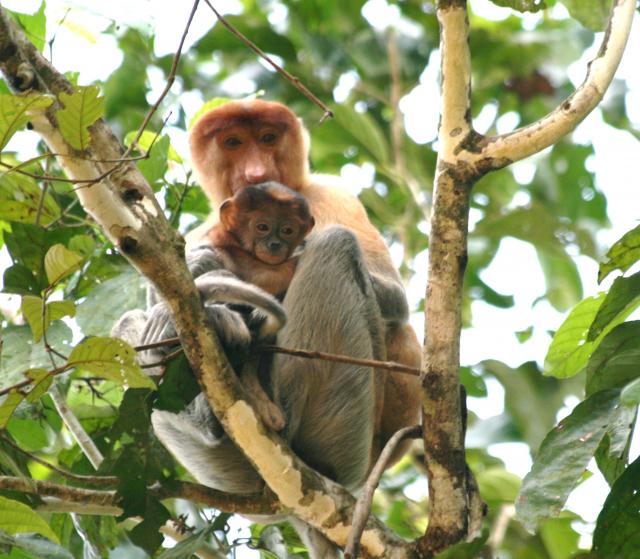 Proboscis Monkey & Baby, Kinabatangan River
