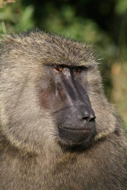 Baboon in Akagera National Park