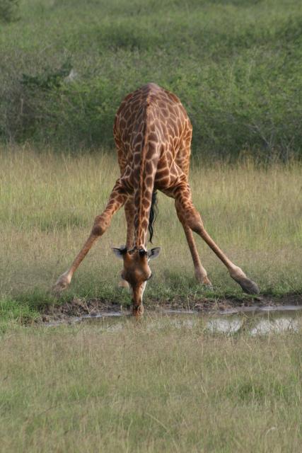 Giraffe takes a drink