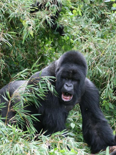 Silverback gorilla 