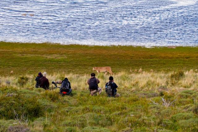 Puma and guests, Torres del Paine