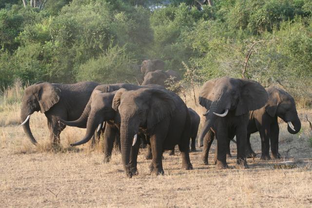 Elephants in Akagera National Park