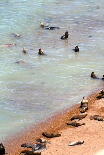 Sea Lion colony, Peninsula Valdes