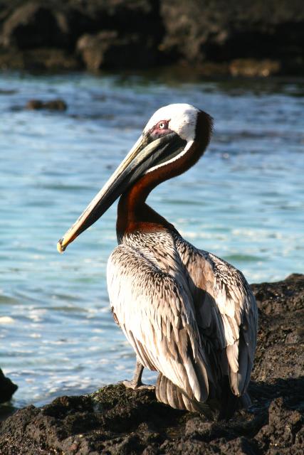 Brown Pelican, Galapagos