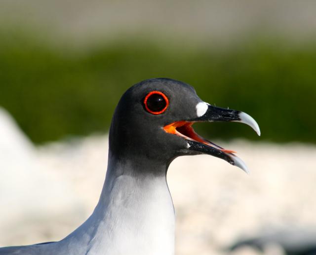 Swallow-tailed gull, Galapagos
